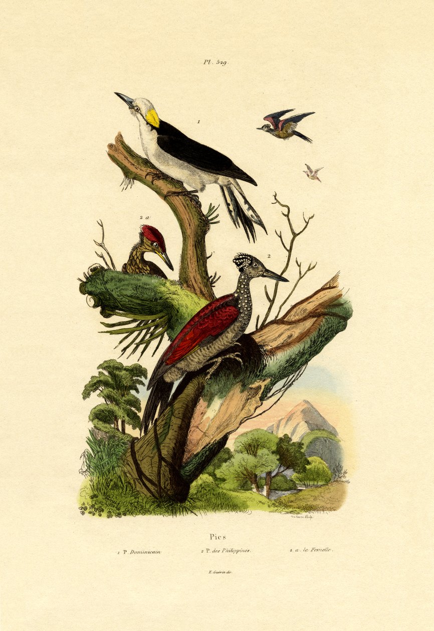 Büyük Alev Sırtı, 1833-39 by French School