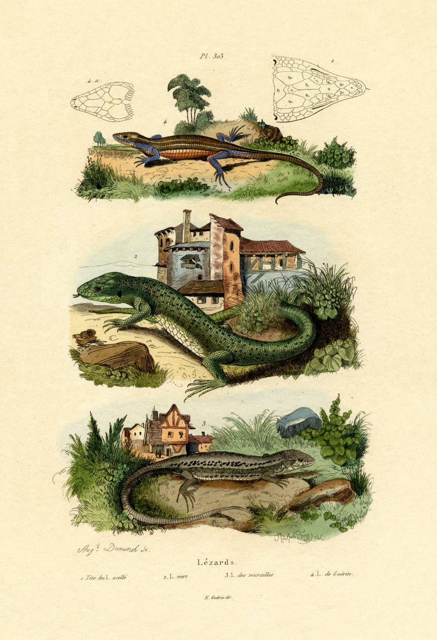 Yeşil Kertenkele, 1833-39 by French School