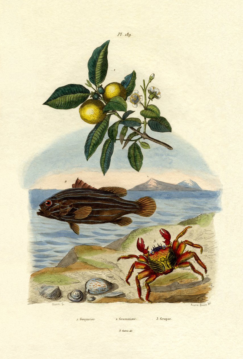 Guava, 1833-39 by French School