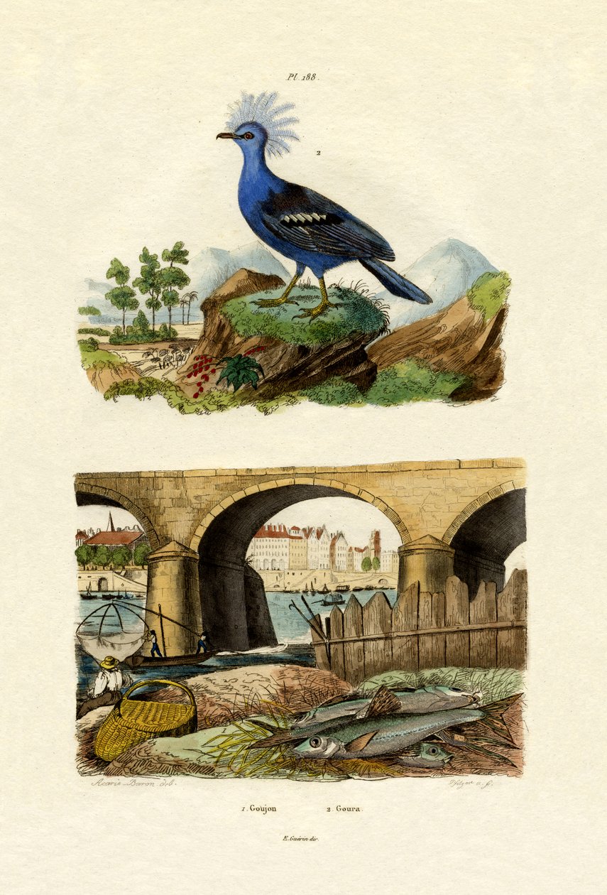 Gudgeon, 1833-39 by French School