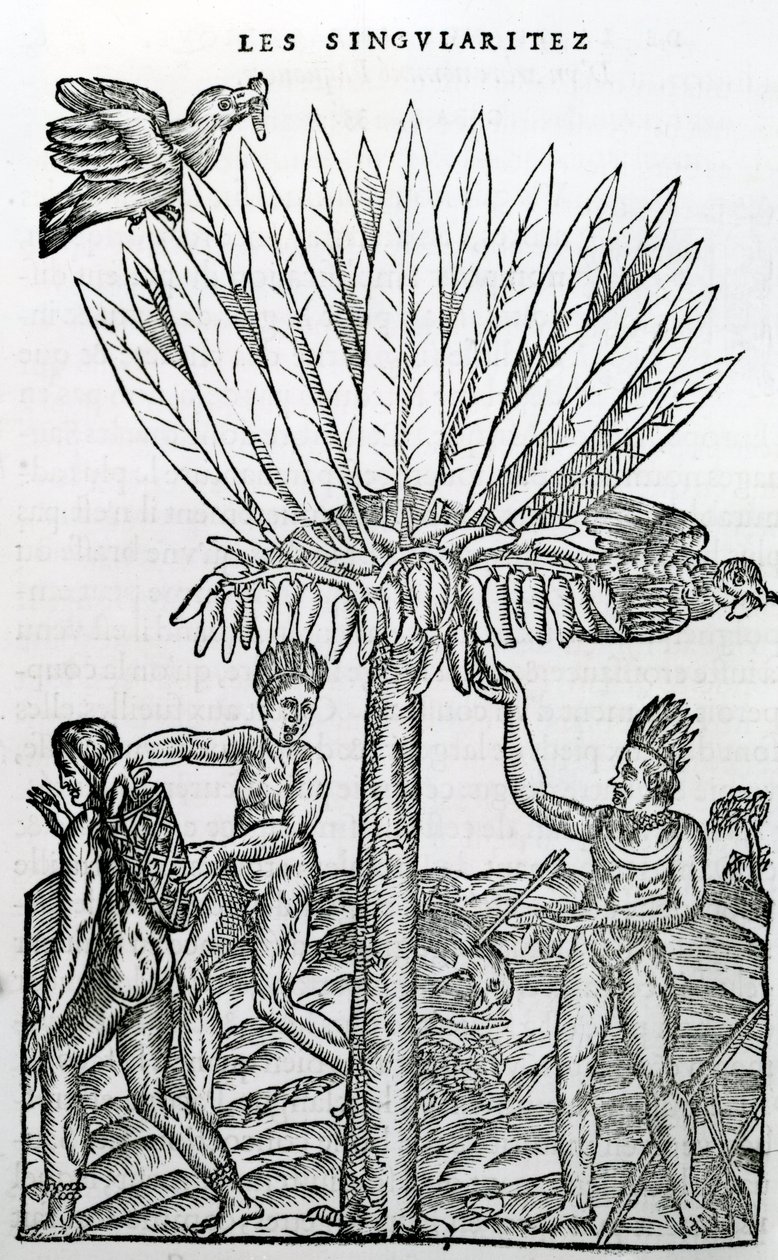 Hasat, Fransa Antarktika