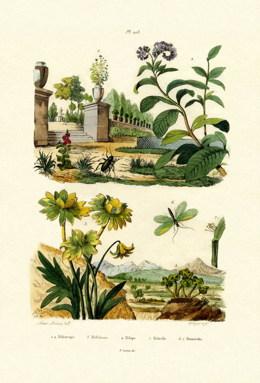 Kediotu, 1833-39 by French School