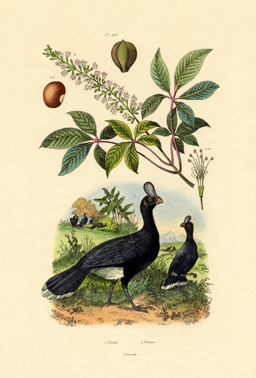 Miğferli Curassow, 1833-39 by French School
