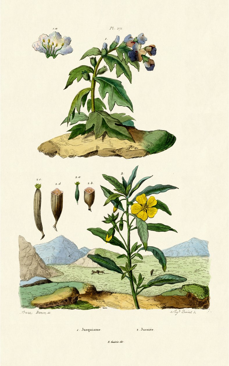 Henbane, 1833-39 by French School