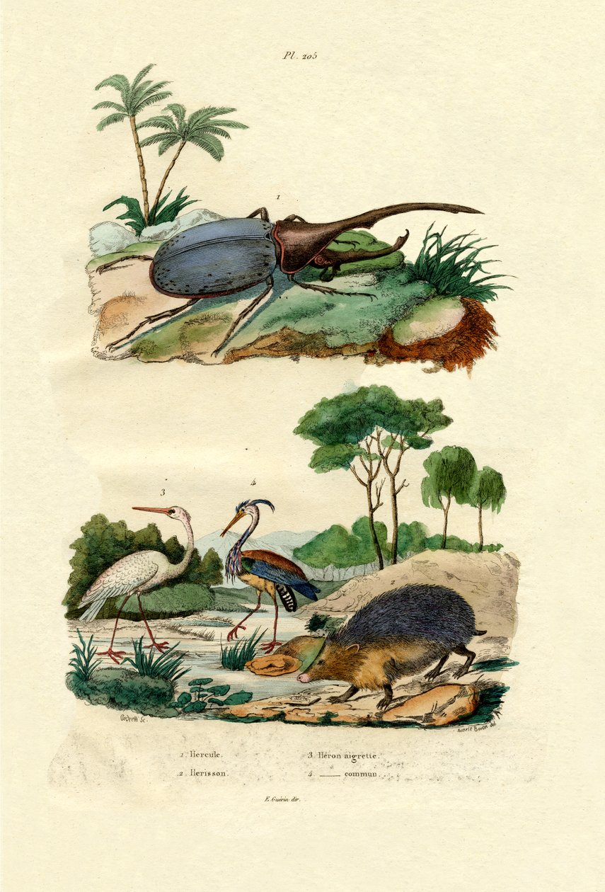 Herkül Böceği, 1833-39 by French School