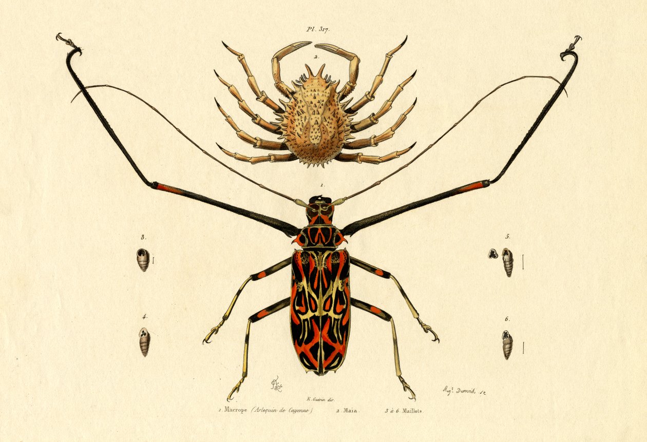 Harlequin Böceği, 1833-39 by French School