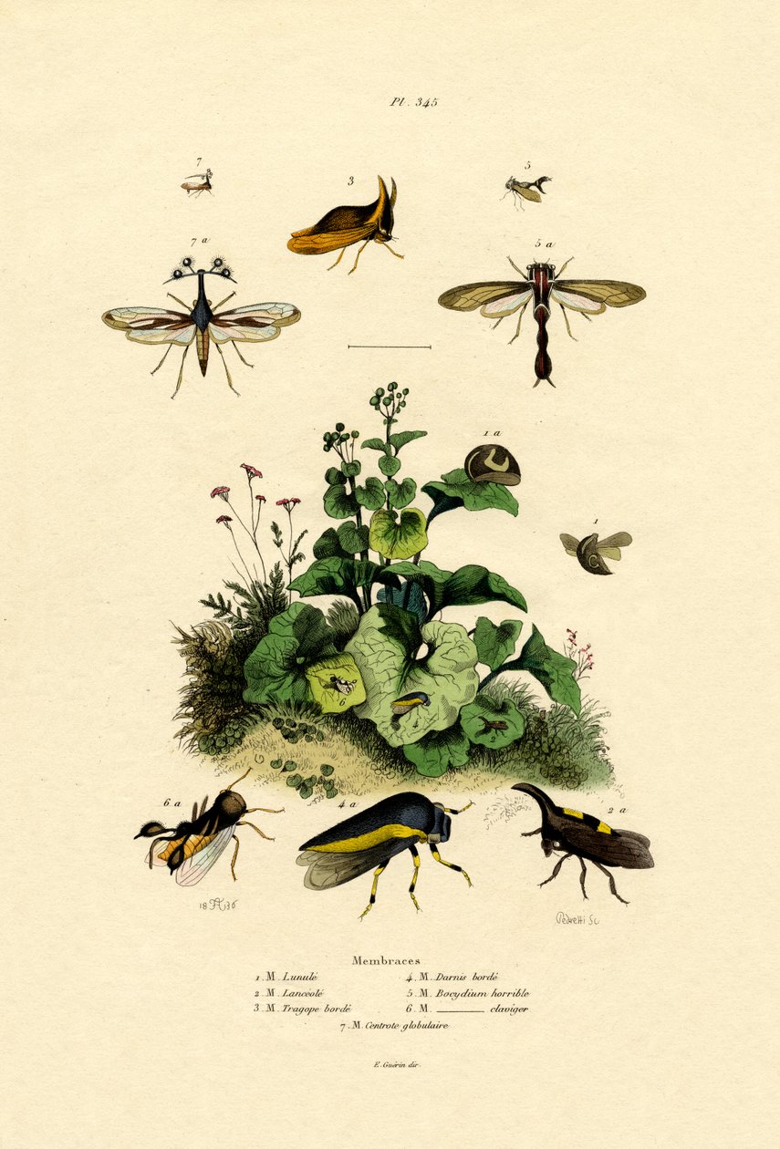 Homoptera, 1833-39 by French School