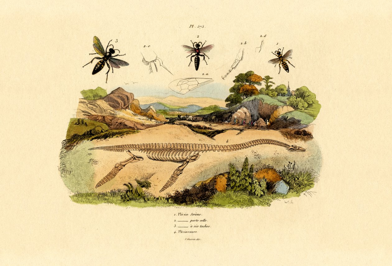 Hornet, 1833-39 by French School