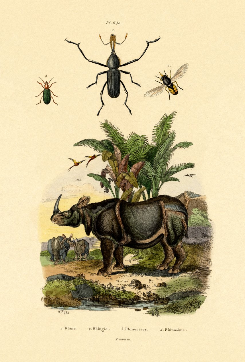 Hoverfly, 1833-39 by French School