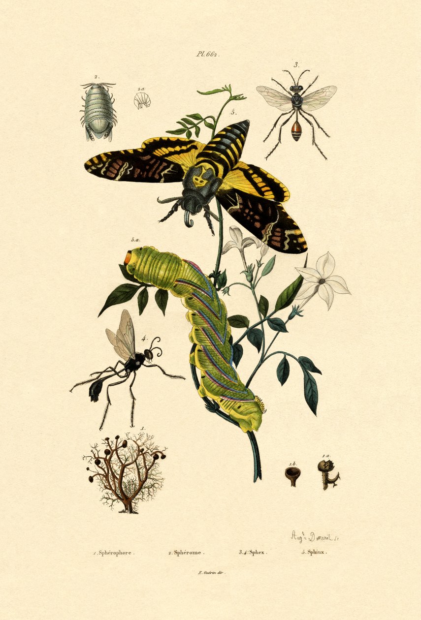 Hoverfly, 1833-39 by French School