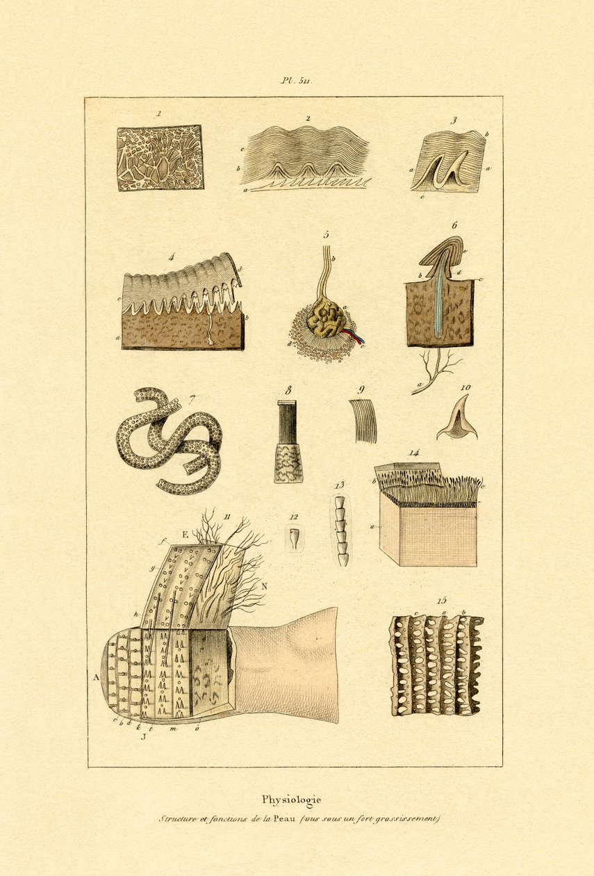 İnsan Derisi, 1833-39 by French School