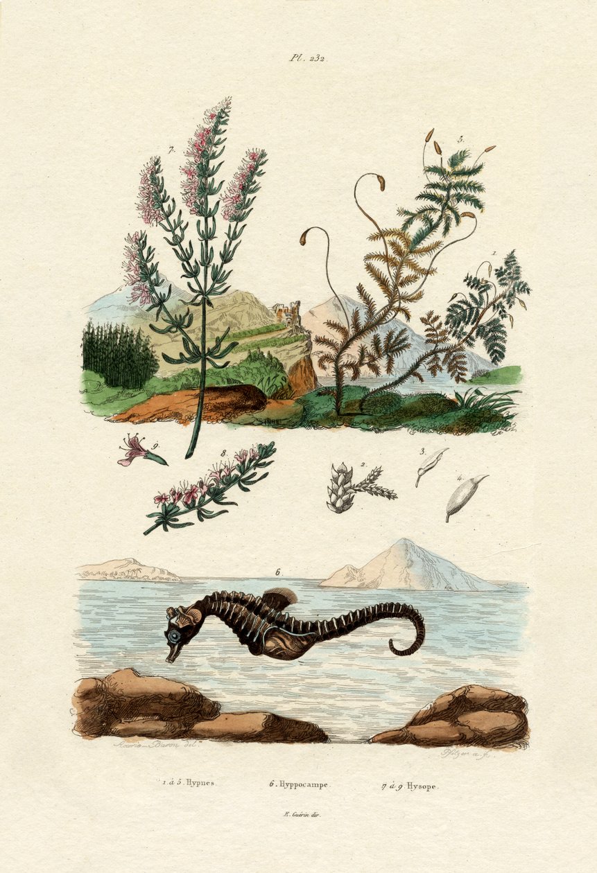 Hipnozcu, 1833-39 by French School