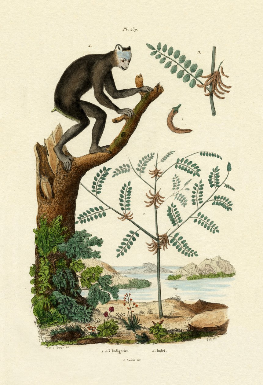 İndigo, 1833-39 by French School