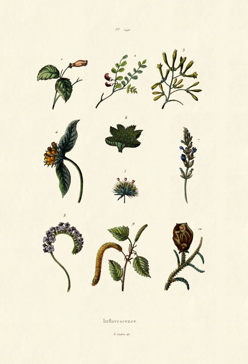Çiçeklenme, 1833-39 by French School