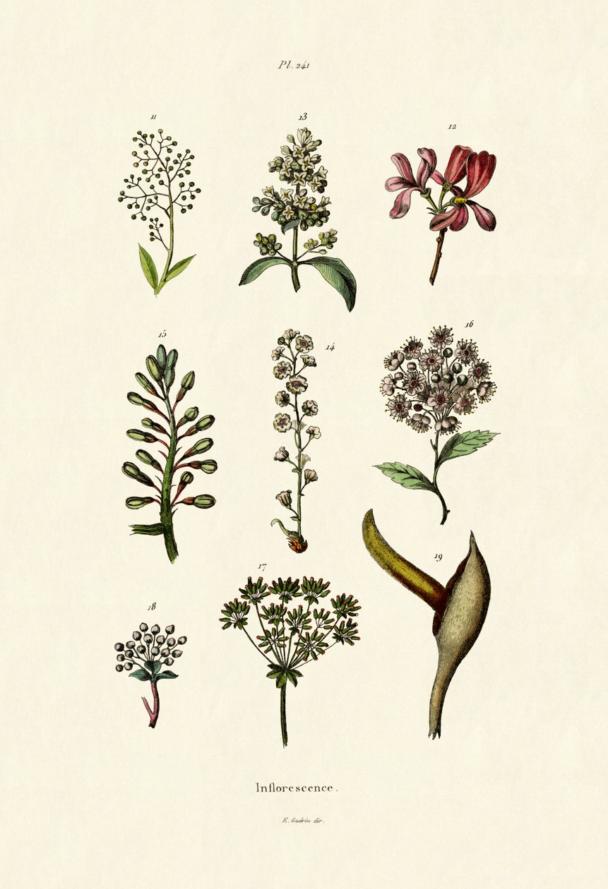 Çiçeklenme, 1833-39 by French School