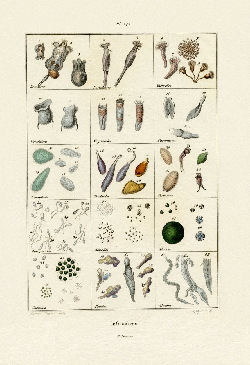 Infusoria, 1833-39 by French School
