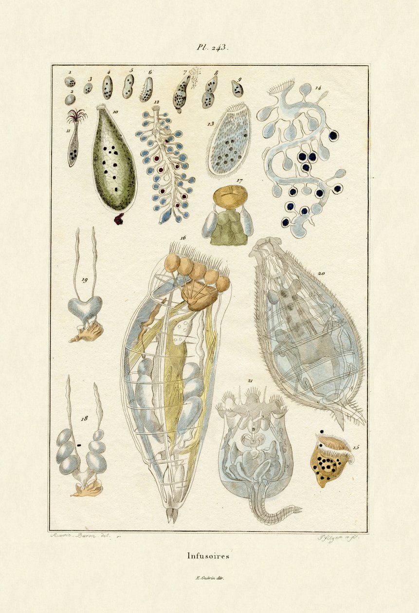 Infusoria, 1833-39 by French School