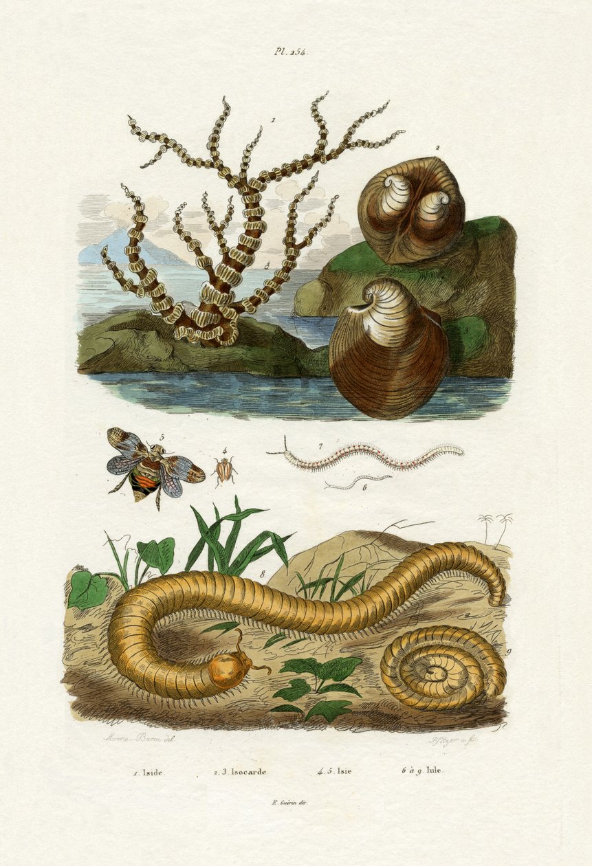 İsis Mercan, 1833-39 by French School