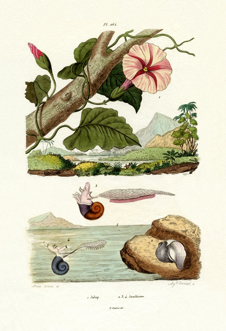 Jalap, 1833-39 by French School