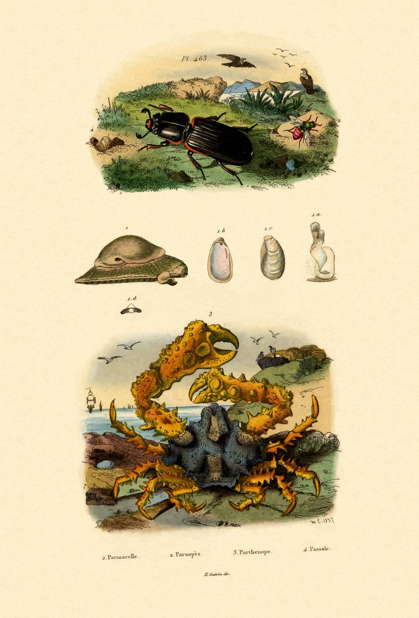 Mücevher Yaban Arısı, 1833-39 by French School