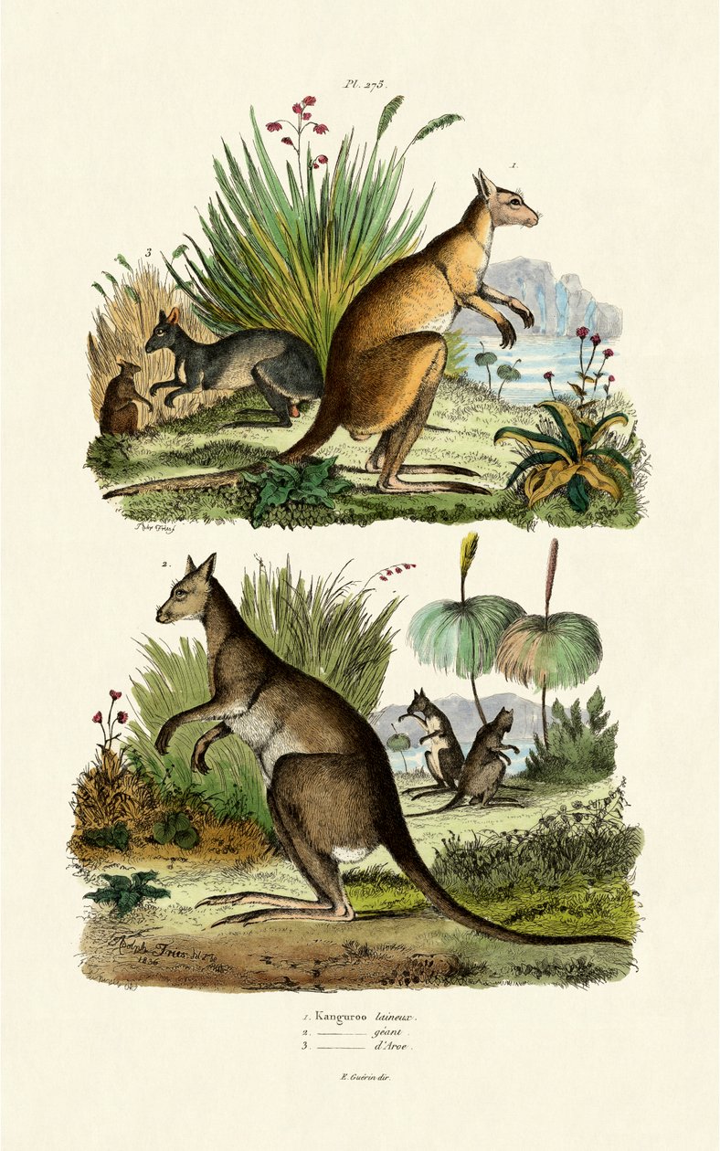 Kangurular, 1833-39 by French School
