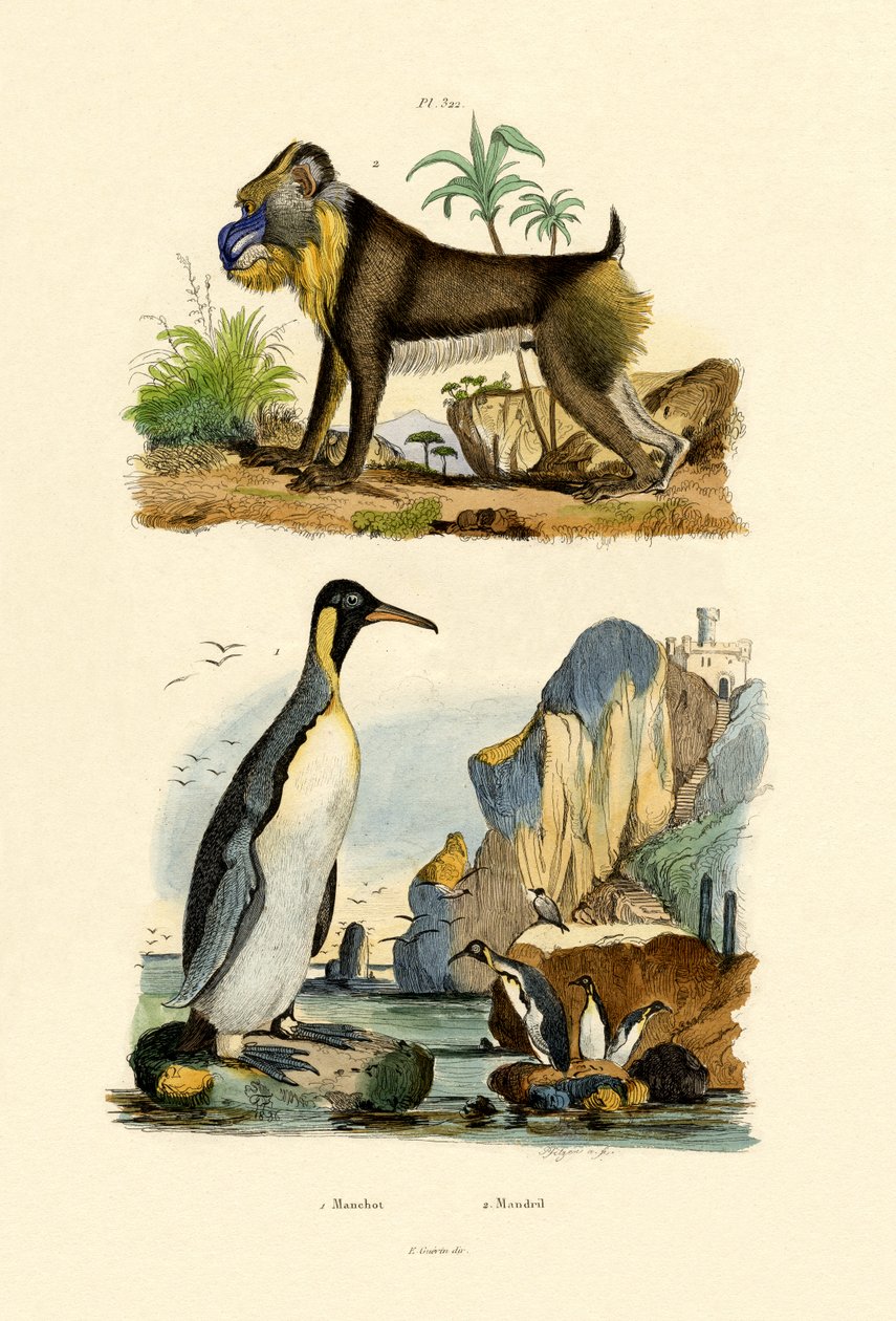 Kral Penguen, 1833-39 by French School