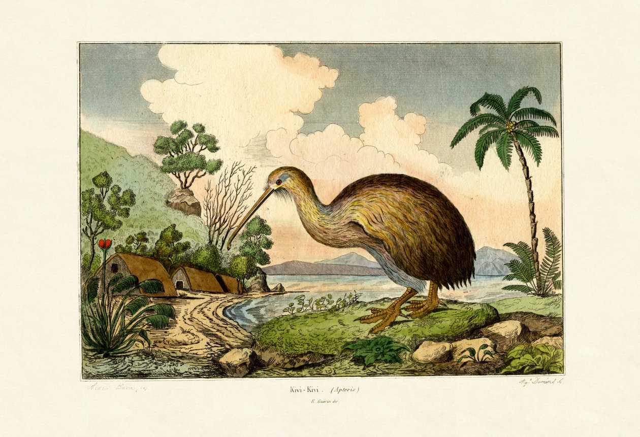 Kivi, 1833-39 by French School
