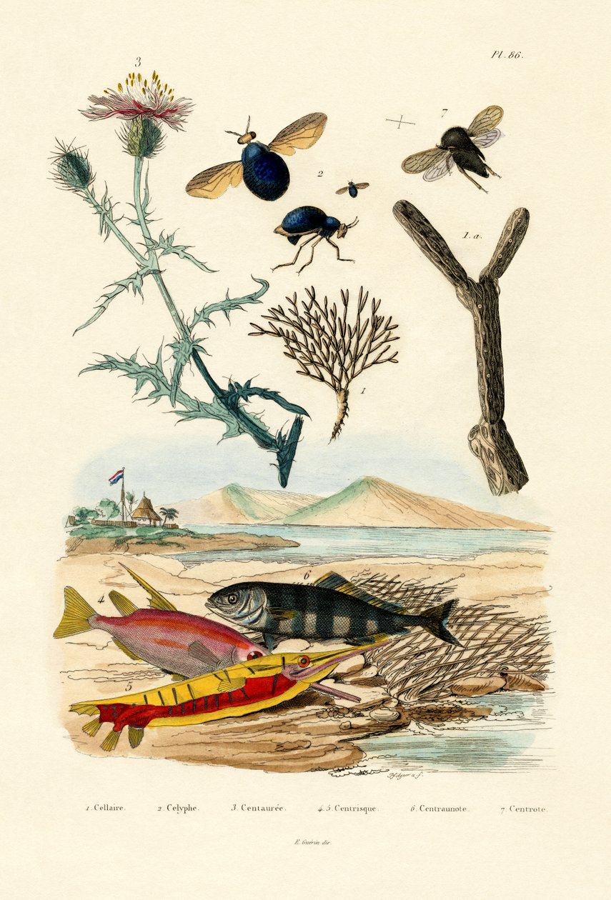 Knappweed, 1833-39 by French School