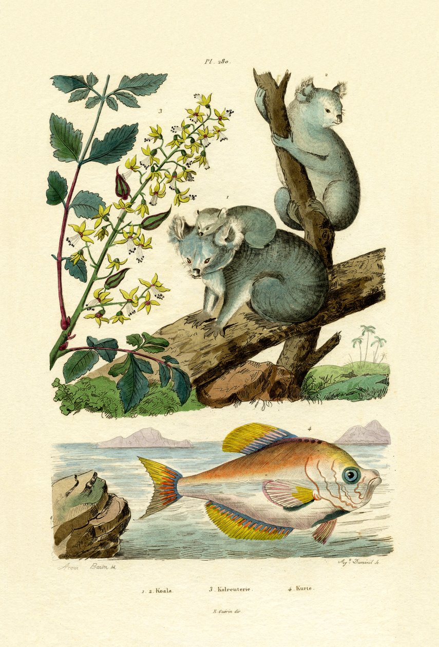 Koala, 1833-39 by French School