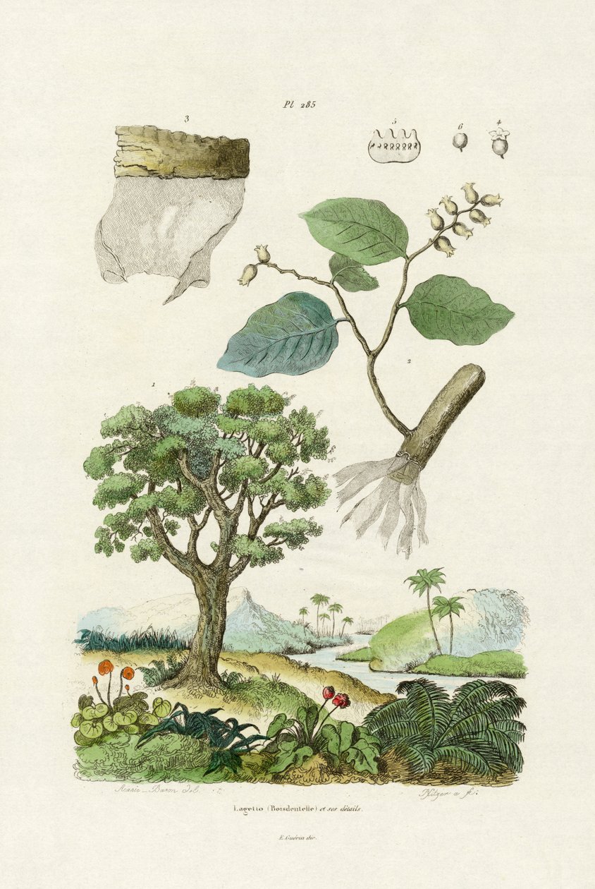 Dantel Kabuğu Ağacı, 1833-39 by French School