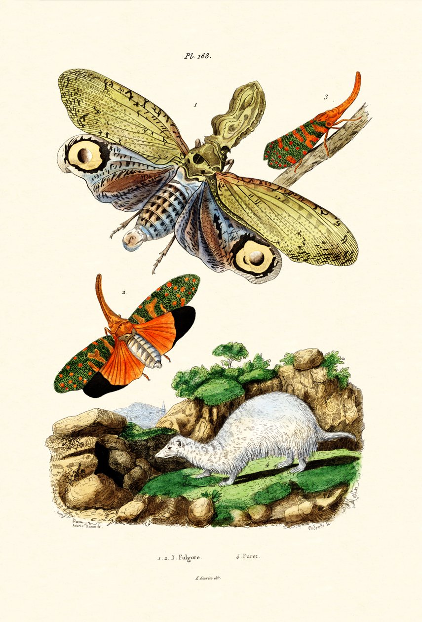 Fener sineği, 1833-39 by French School