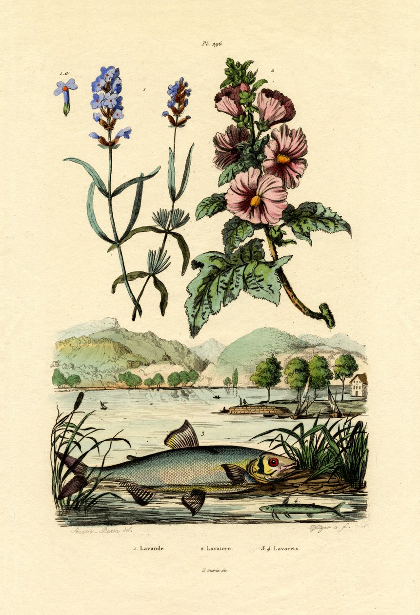 Lavanta, 1833-39 by French School