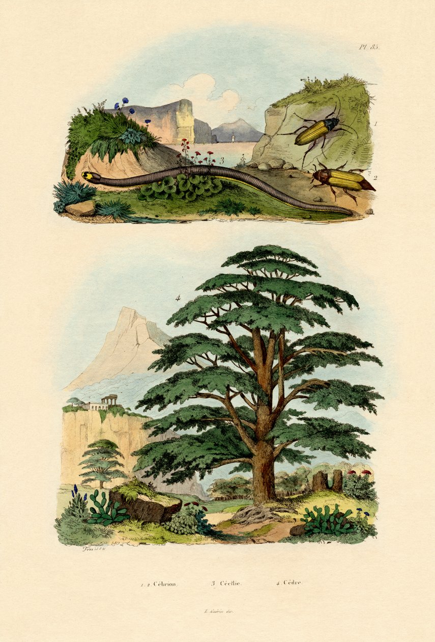 Lübnan Sediri, 1833-39 by French School