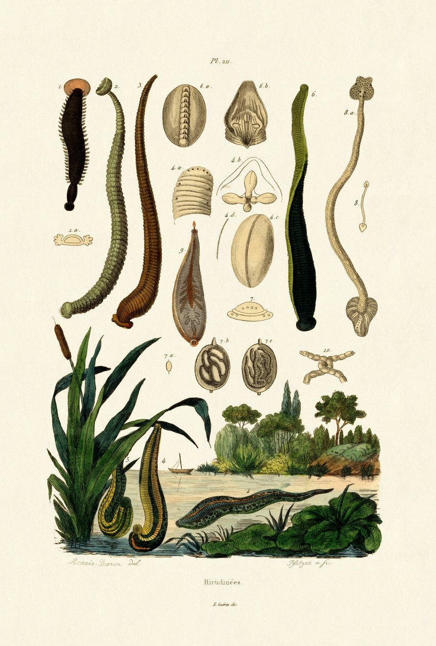 Sülük, 1833-39 by French School