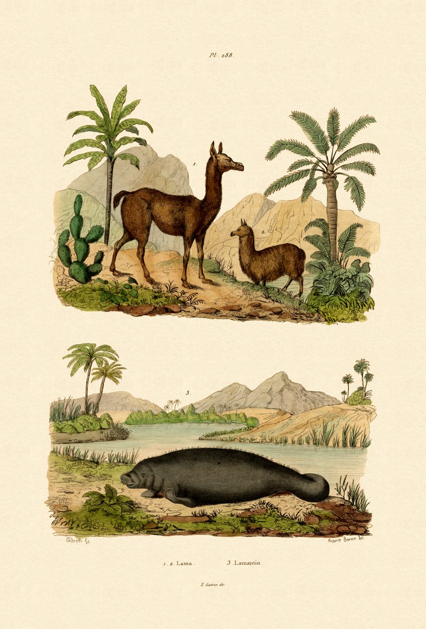 Lama, 1833-39 by French School