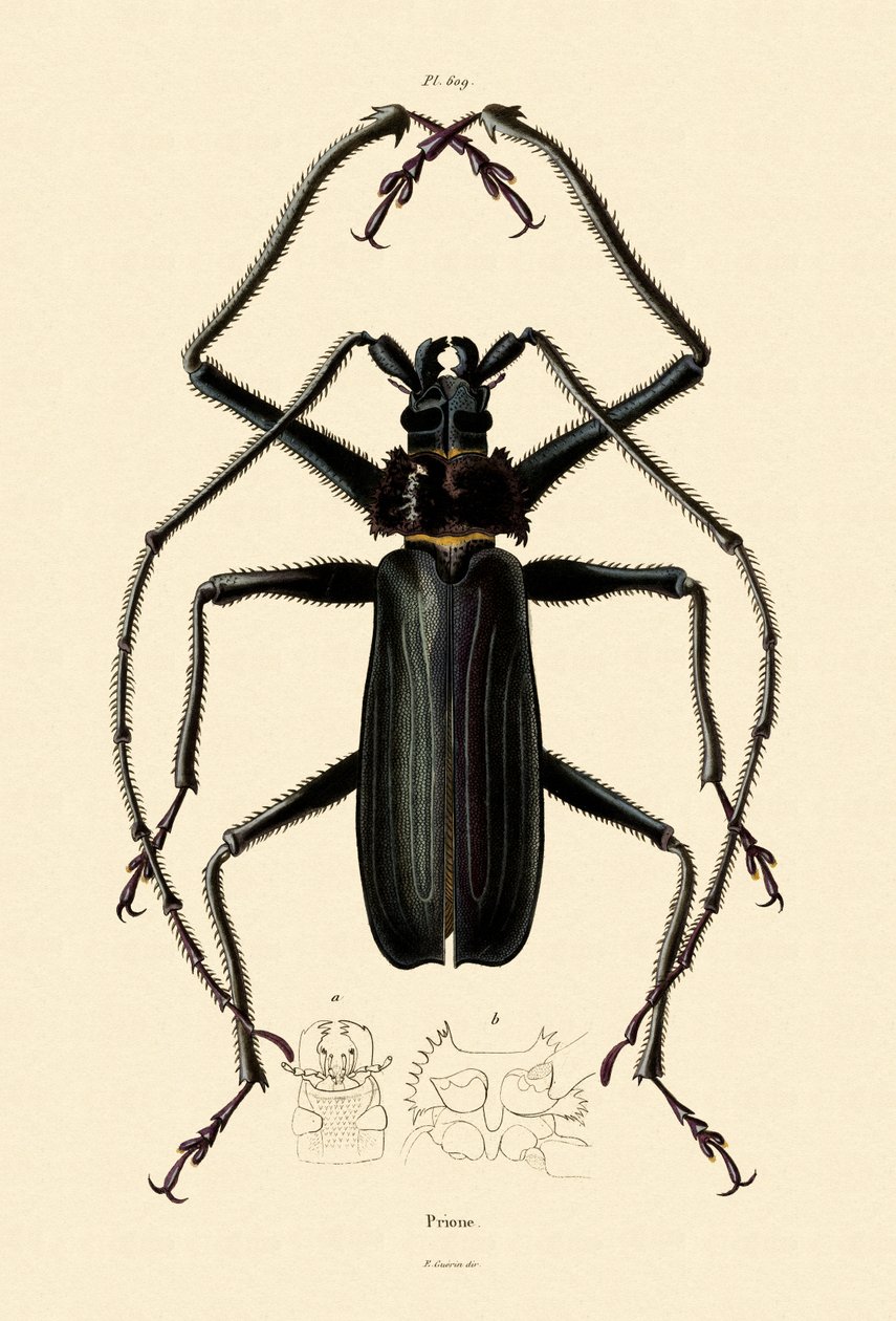 Uzun Boynuzlu Böcek, 1833-39 by French School