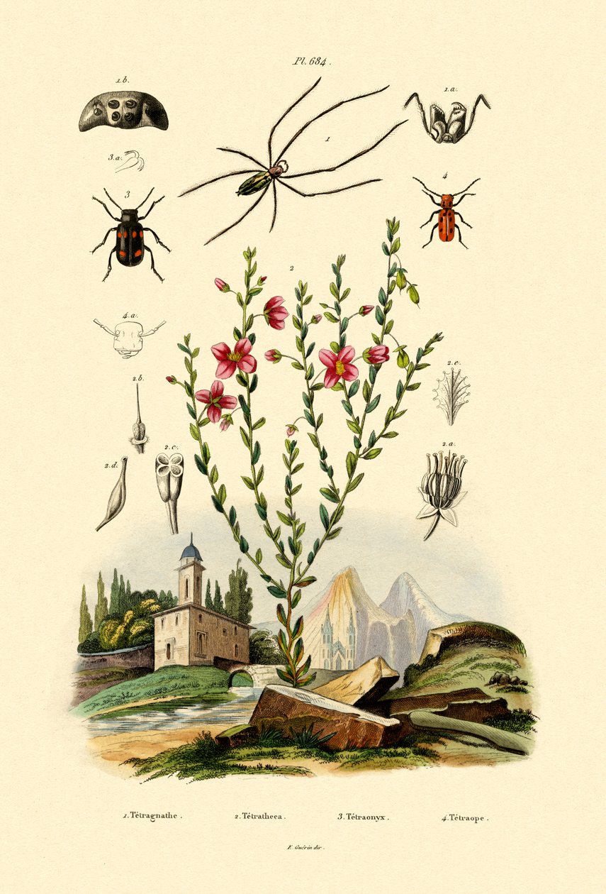 Uzun Çeneli Örümcek, 1833-39 by French School