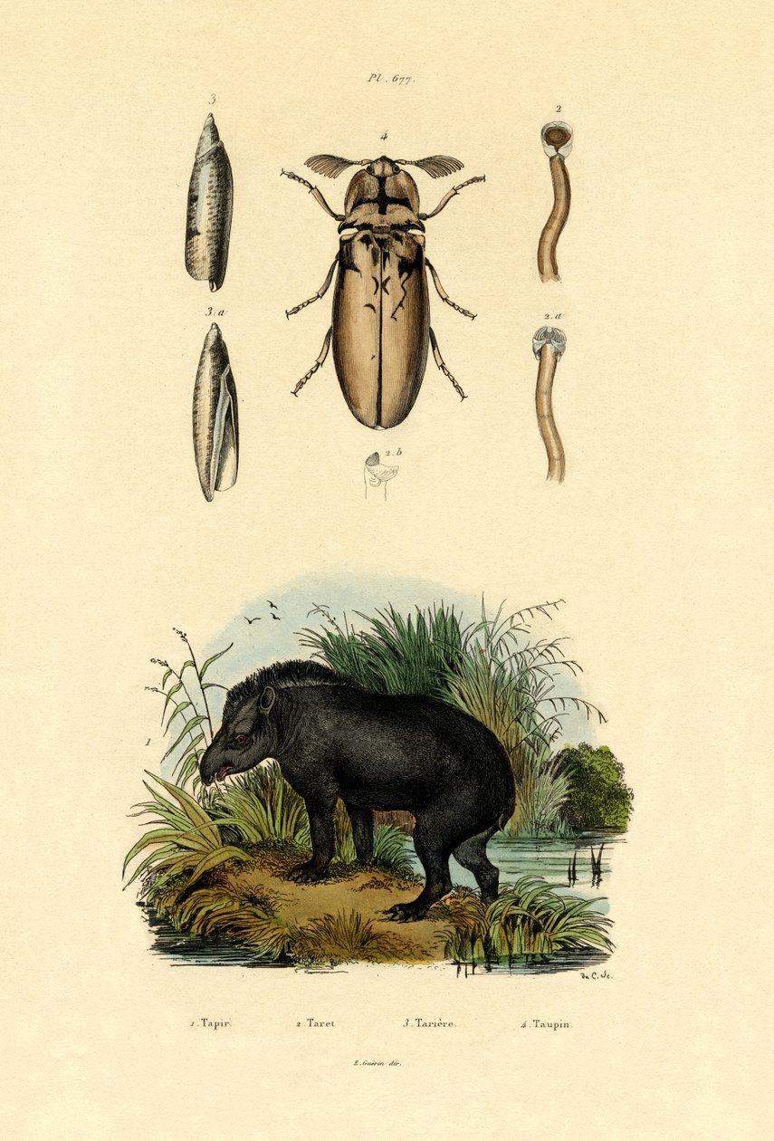 Ova Tapiri, 1833-39 by French School