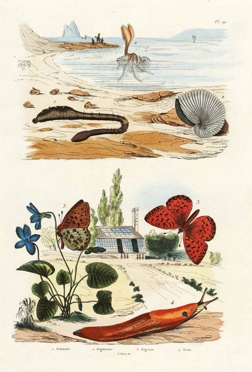 Akciğer kurdu, 1833-39 by French School