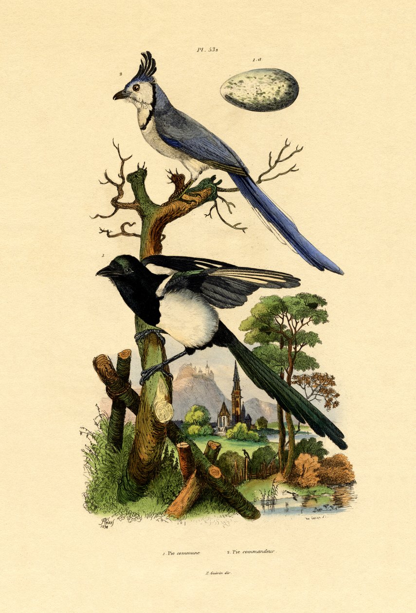 Saksağan Jay, 1833-39 by French School
