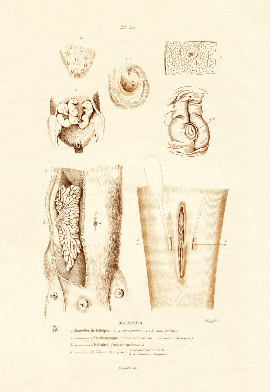 Meme Bezleri, 1833-39 by French School