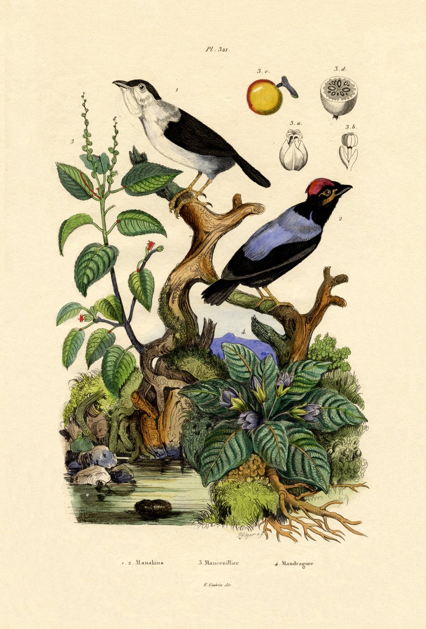 Manakinler, 1833-39 by French School