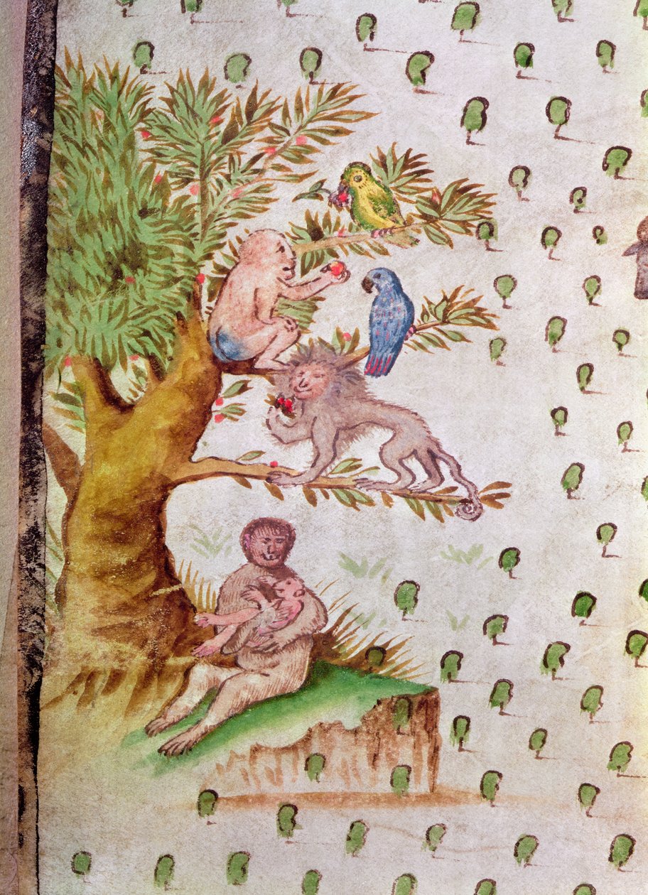 St. Lawrence Haliç Haritası, papağanların ve maymunların detayı (kağıt üzerinde kalem ve mürekkep ve tuvalet) (214130 detayı) by French School