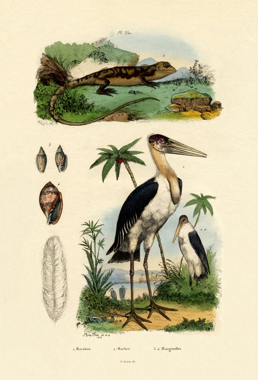Marabu Leylek, 1833-39 by French School