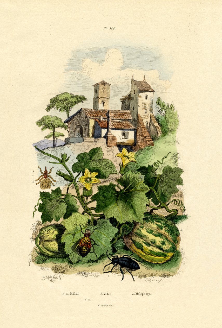 kavun, 1833-39 by French School