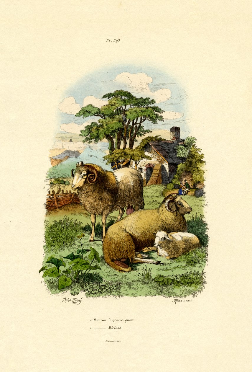 Merinos koyunu, 1833-39 by French School