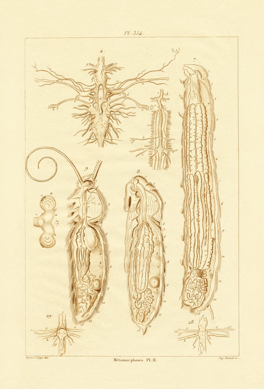 Metamorfoz, 1833-39 by French School