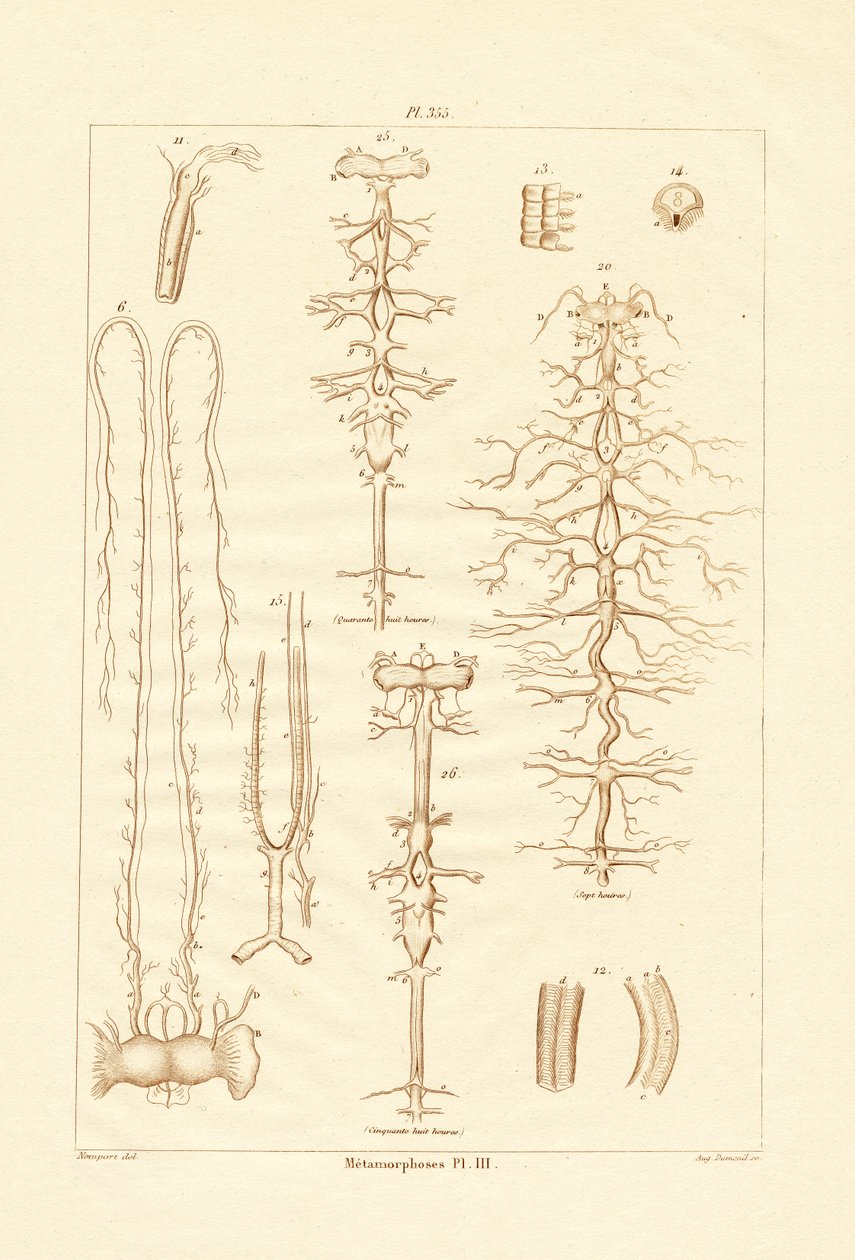 Metamorfoz, 1833-39 by French School