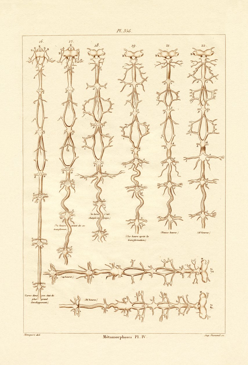 Metamorfoz, 1833-39 by French School