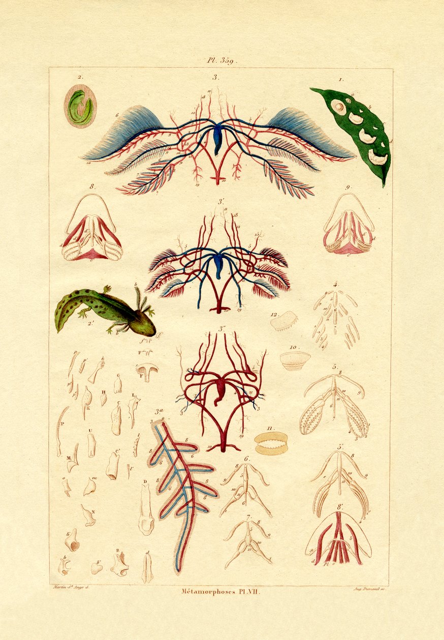 Metamorfoz, 1833-39 by French School